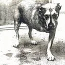 Alice in Chains